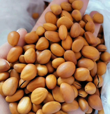 2020华山松松籽颗粒饱满口感清香