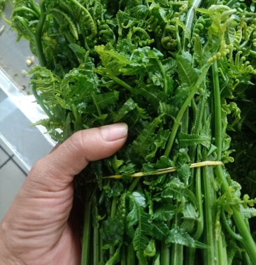 2021年云南普洱水蕨菜_鲜货_怎么做都不会苦的蕨菜