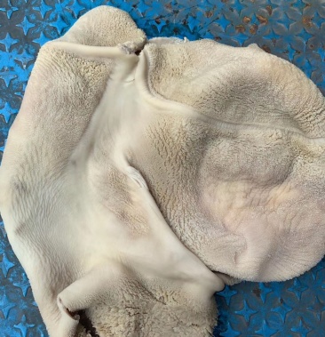 熟去毛牛肚牛肚丝质量好价格底