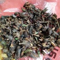 大别山先花后叶品种映山红种子