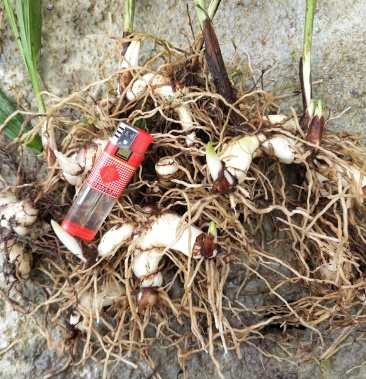 大白及成品块茎鲜干货