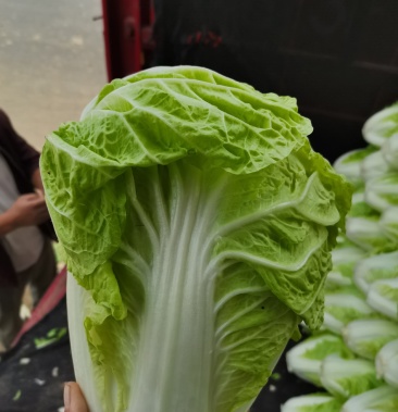 河南夏阳白菜.2到3斤.产地直销.大量供应.诚信经营.