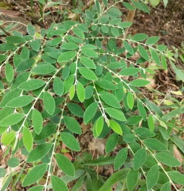 白花地棉根 白花地棉根