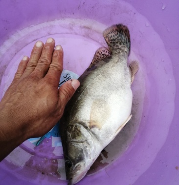 廣西賓陽淡水魚桂花魚歡迎下單