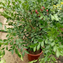 九里香盆栽绿植花卉七里苗开花香气袭人驱蚊植物阳台室外空气