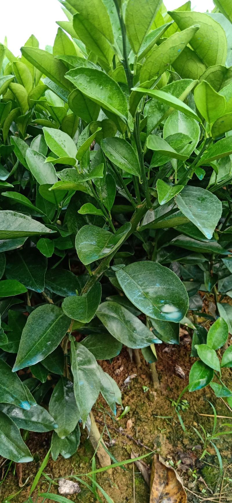 正宗纽荷尔脐橙苗,叶片干净无溃疡,根系发达,茎竿粗壮.