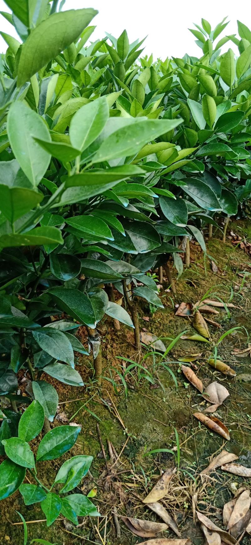 正宗纽荷尔脐橙苗,叶片干净无溃疡,根系发达,茎竿粗壮.