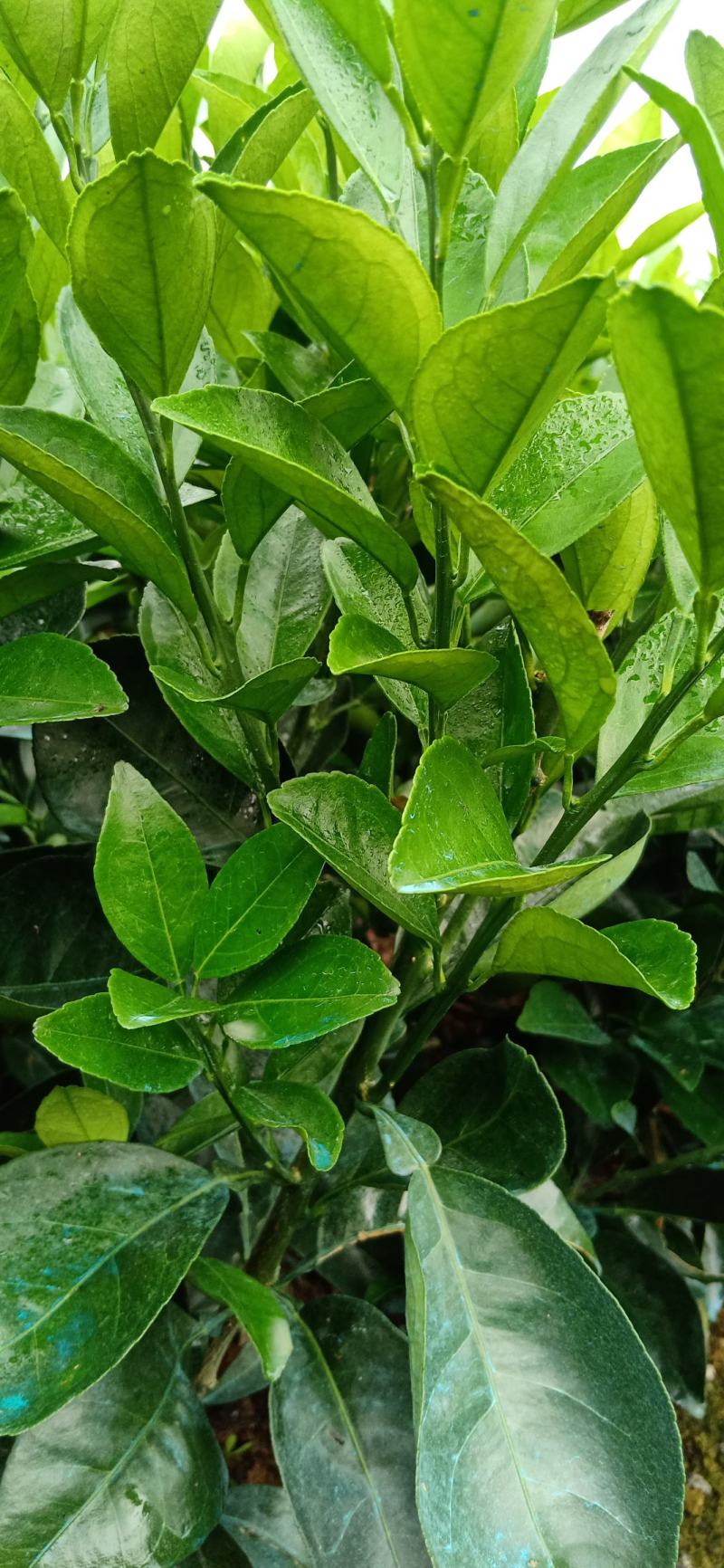 正宗纽荷尔脐橙苗,叶片干净无溃疡,根系发达,茎竿粗壮.