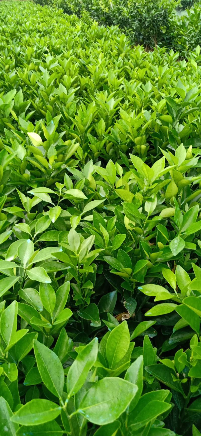 正宗纽荷尔脐橙苗,叶片干净无溃疡,根系发达,茎竿粗壮.