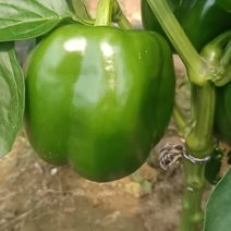 精品尖椒元椒大量上市