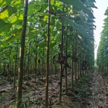 楸树，价格美丽，规格齐全，欢迎来电咨询，