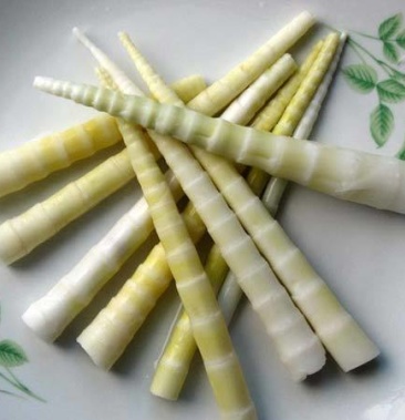 方竹笋刺竹笋野生竹笋鲜笋海拔1200以上生长野笋