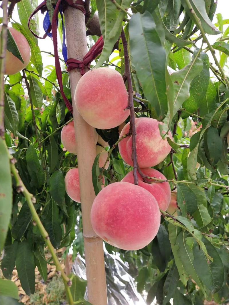 秋天的映霜红桃成熟了,脆甜多汁,100万斤现已成熟