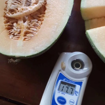 海南乐东25号哈密瓜