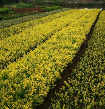 各种工程绿化苗木,色块苗,球形苗,树苗