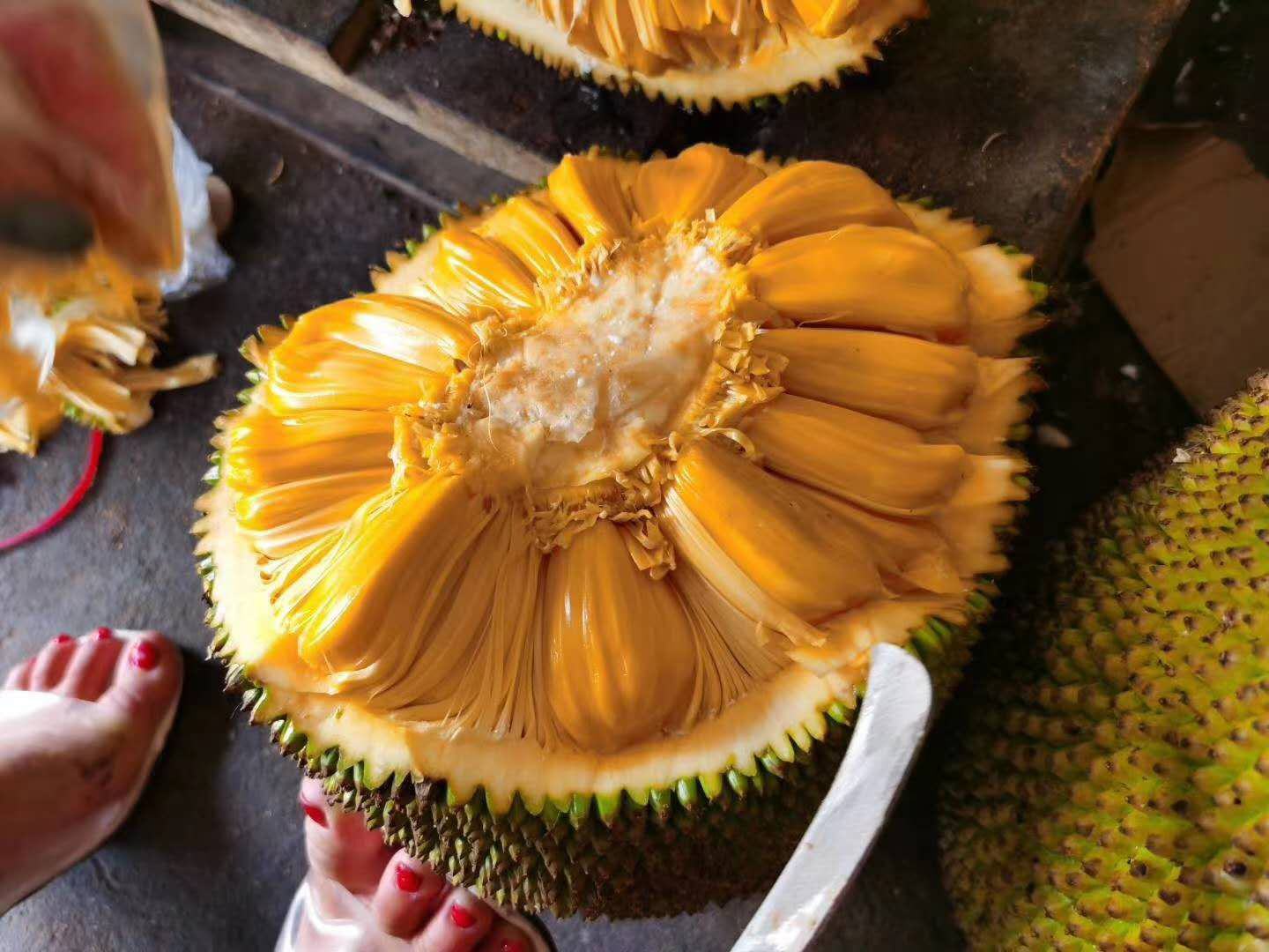 菠萝蜜切开特写