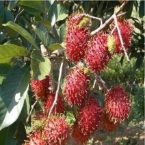 红毛丹树苗毛荔枝苗南方果园北方庭园种植苗