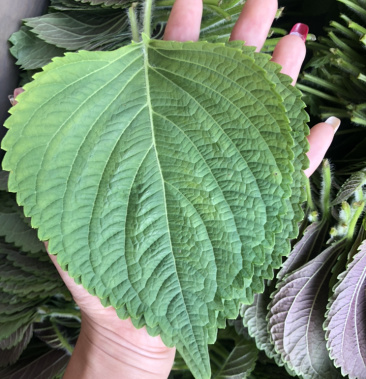 苏子叶韩国紫苏叶常年有货