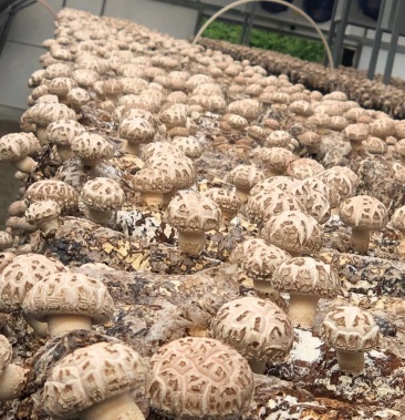 [菌棒批发]出口级香菇 香菇菌棒 食用菌 纯苹果木菌棒 果木菌包价格6.