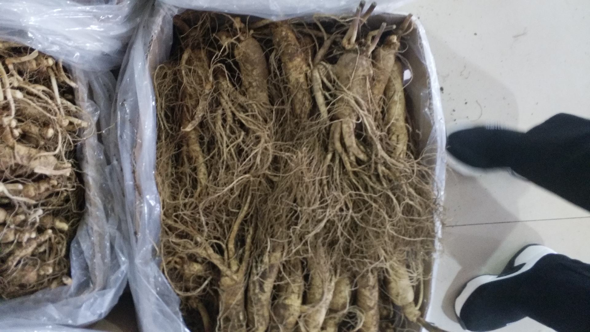 人参冷藏保存示意图