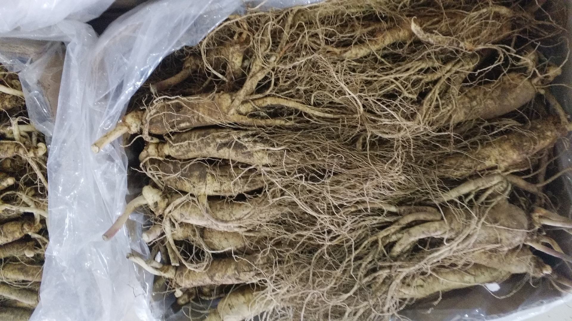 人参采摘后容易腐烂