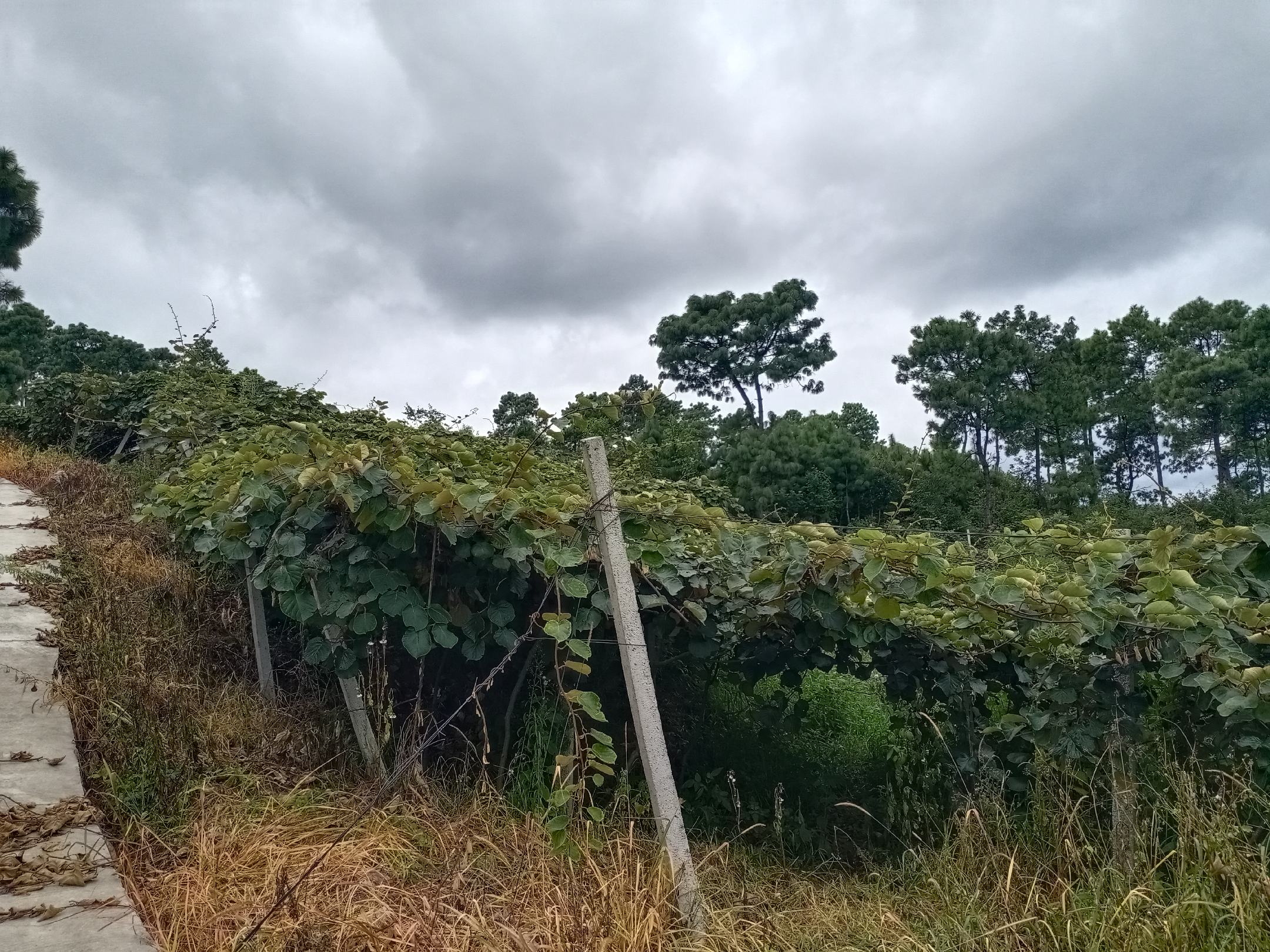 布鲁诺猕猴桃果园种植场景
