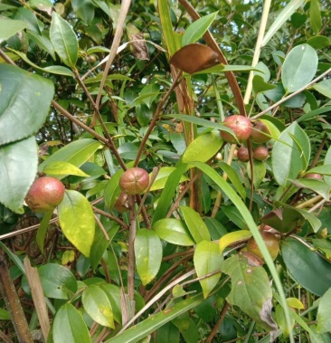 贵州野生山茶果白花小籽油率高油色好包上车