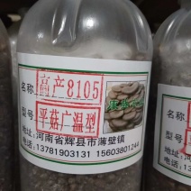 平菇菌种销售高中低温品种灰黑色菇形美纯度高抗杂高