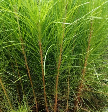 湿地松杯苗,证件齐全,一首货源