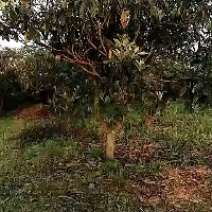枇杷树(各种规格树苗，种子齐全，量很大)