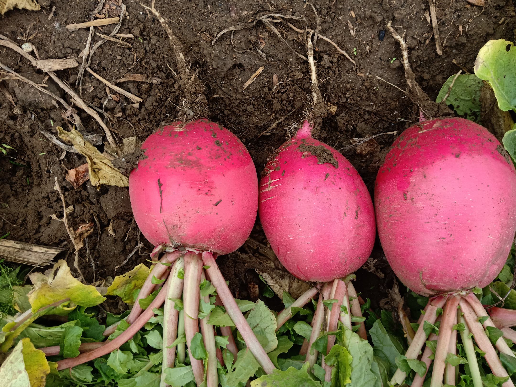 俯拍视角:金秋十月的萝卜种植基地,成片红皮萝卜露出地面,表皮鲜亮红润,根须饱满带湿润泥土,农民正弯腰采收,背景可见蓝天与整齐垄沟,展现原生态、规模化、阳光充足的正宗萝卜生长环境 红皮萝卜田间丰收实景