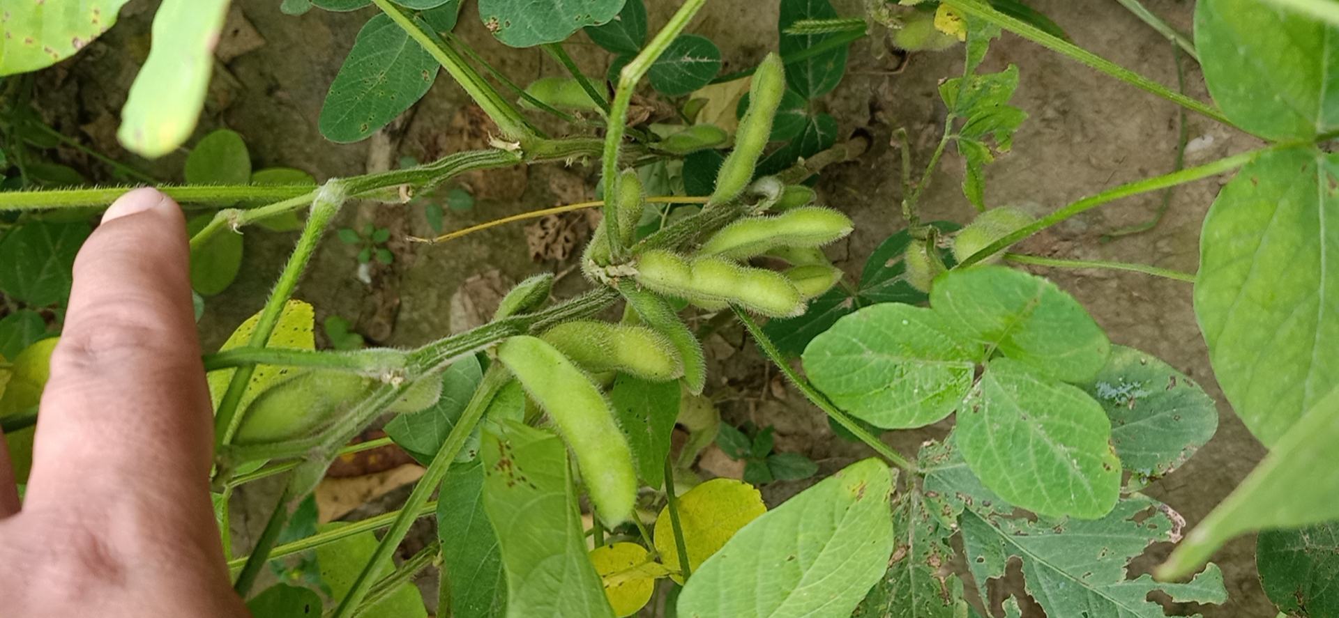 油菜花谢后形成绿色果荚
