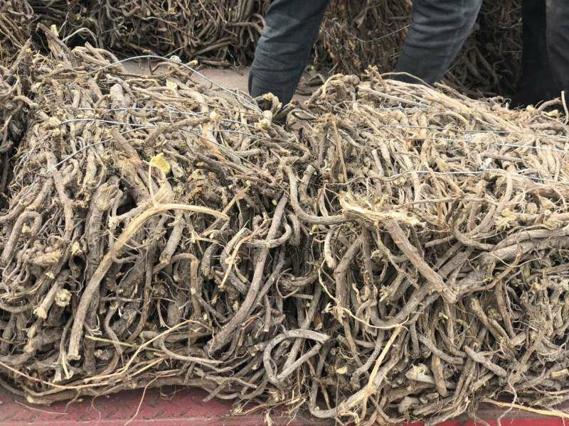 葛根黄芩黄连炙甘草药材图