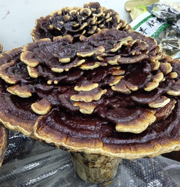 花灵芝办公家居摆件漂亮食用比普通灵芝好