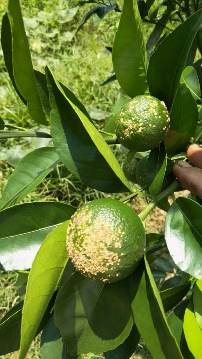 沪联植保47%春雷·王铜柑橘树溃疡病杀菌剂