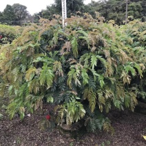 红绒球，规格齐全，量大从优，欢迎来电咨询，