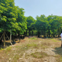 大量供应秋枫5公分到40公分，光杆货和骨架货