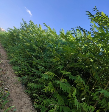 臭椿,山西臭椿,臭椿树,臭椿苗