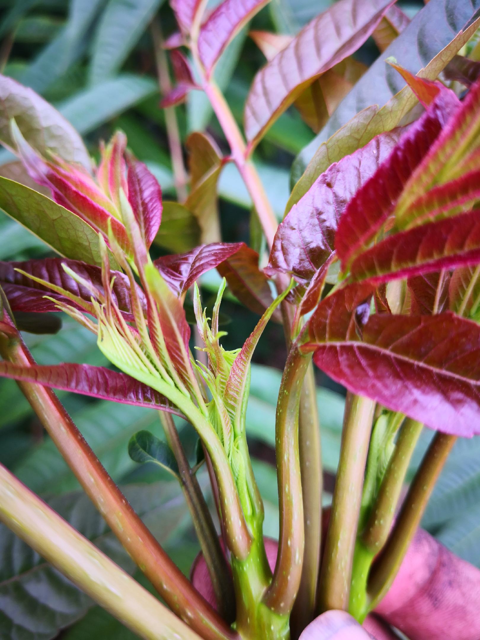 [香椿芽批发]四季红香椿芽鲜嫩脆爽椿香浓郁,每年9月初至12月底有货