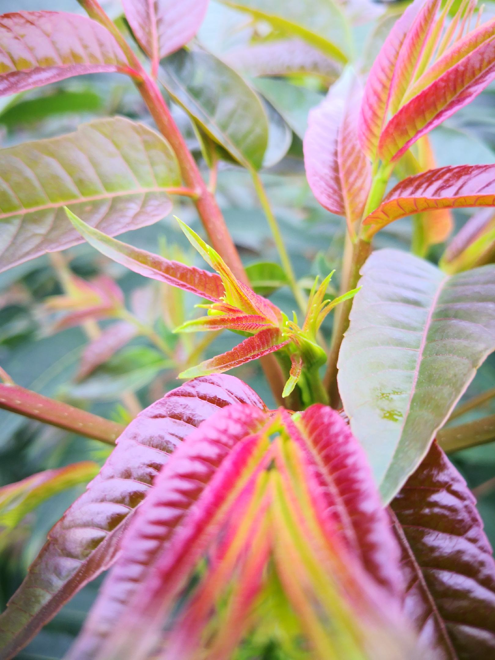 [香椿芽批发]四季红香椿芽鲜嫩脆爽椿香浓郁,每年9月初至12月底有货