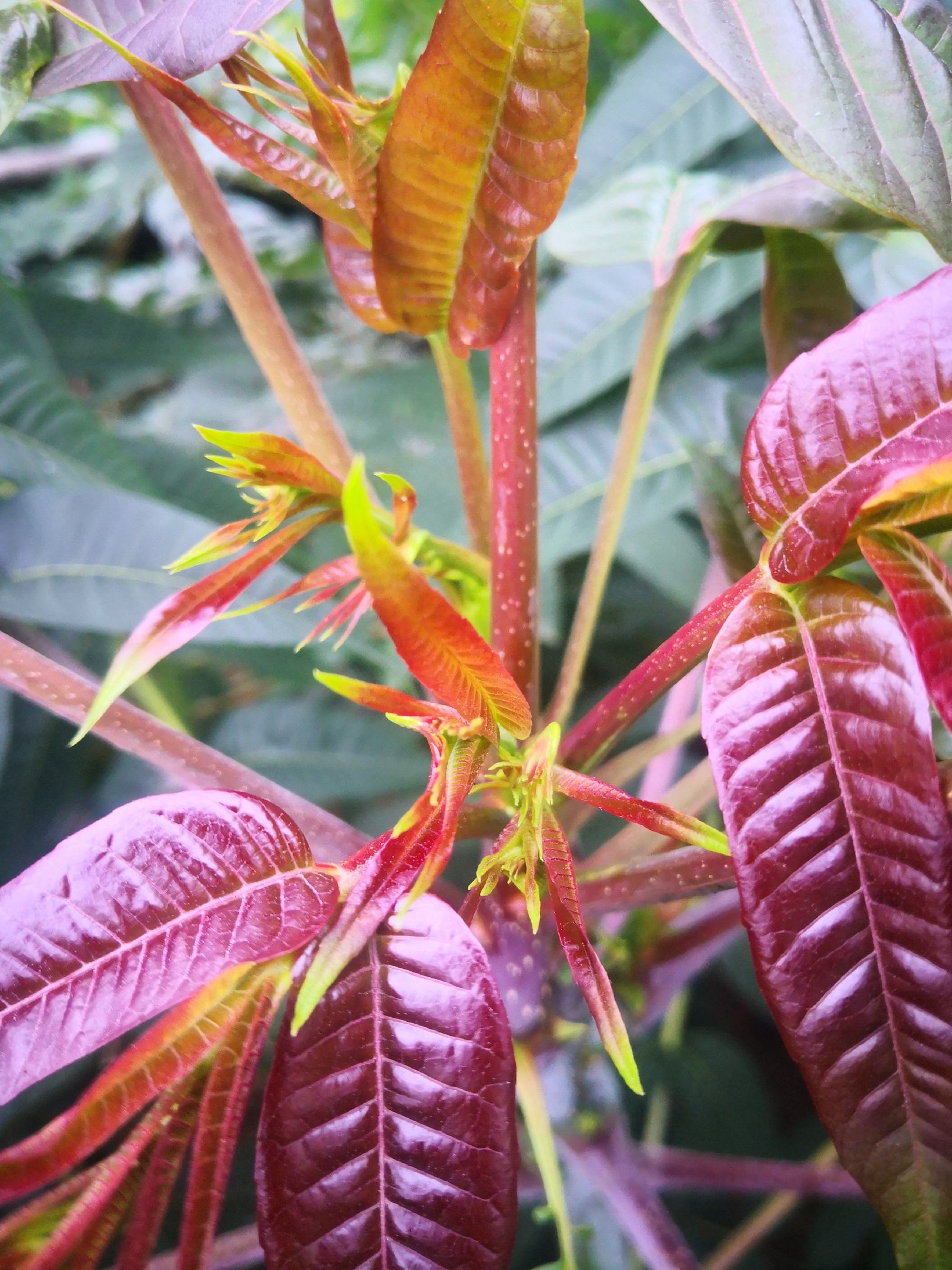 [香椿芽批发]四季红香椿芽鲜嫩脆爽椿香浓郁,每年9月初至12月底有货
