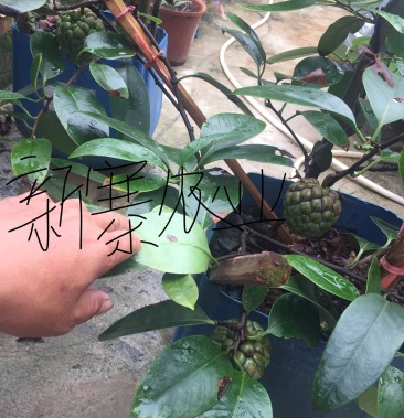 布福娜盆景,产地包邮,优良品种,基地直供.