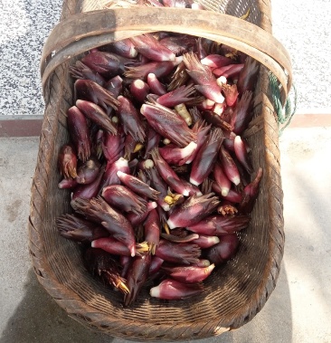 安徽安庆大别山野生阳菏姜