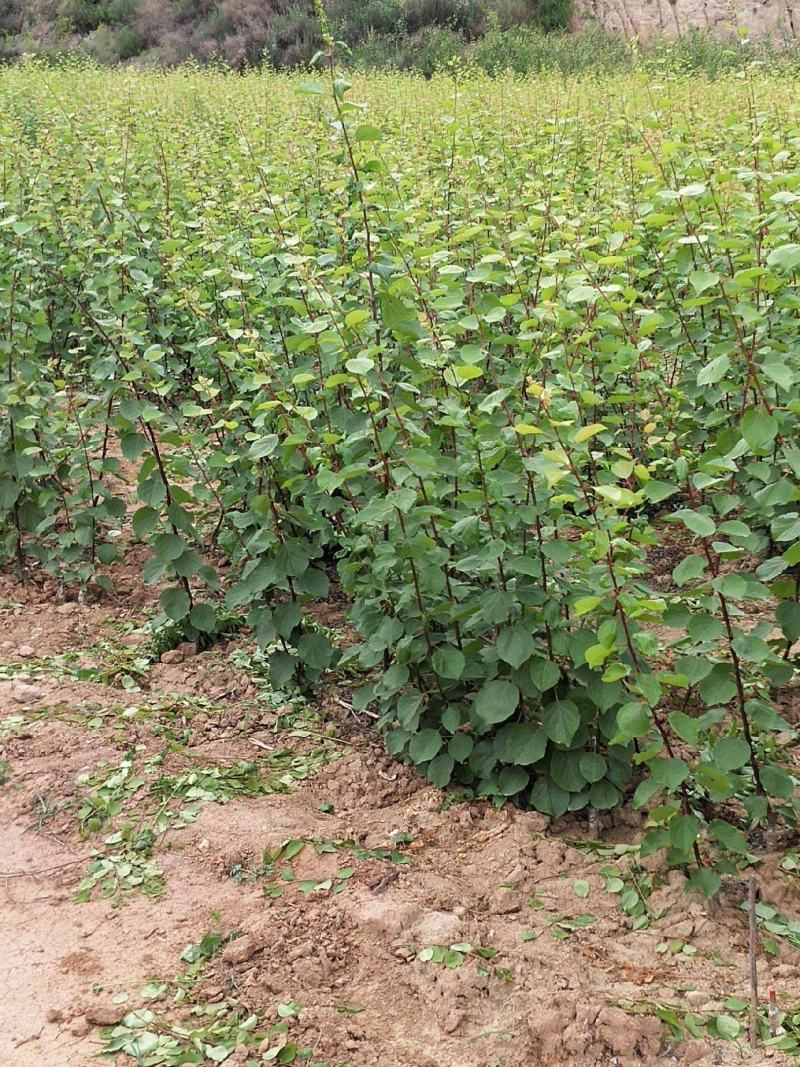 河北秦皇岛昌黎县杏树苗 1.50元/棵银白杏树苗