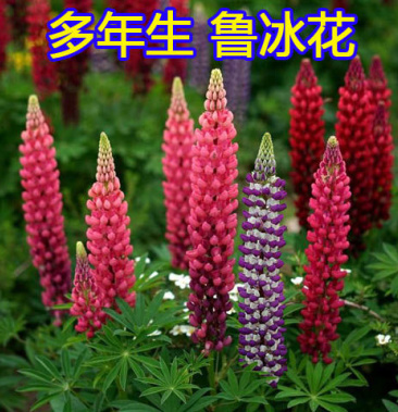 多年生鲁冰花种籽宿根羽扇豆种子四季易种耐寒景观庭院阳台盆