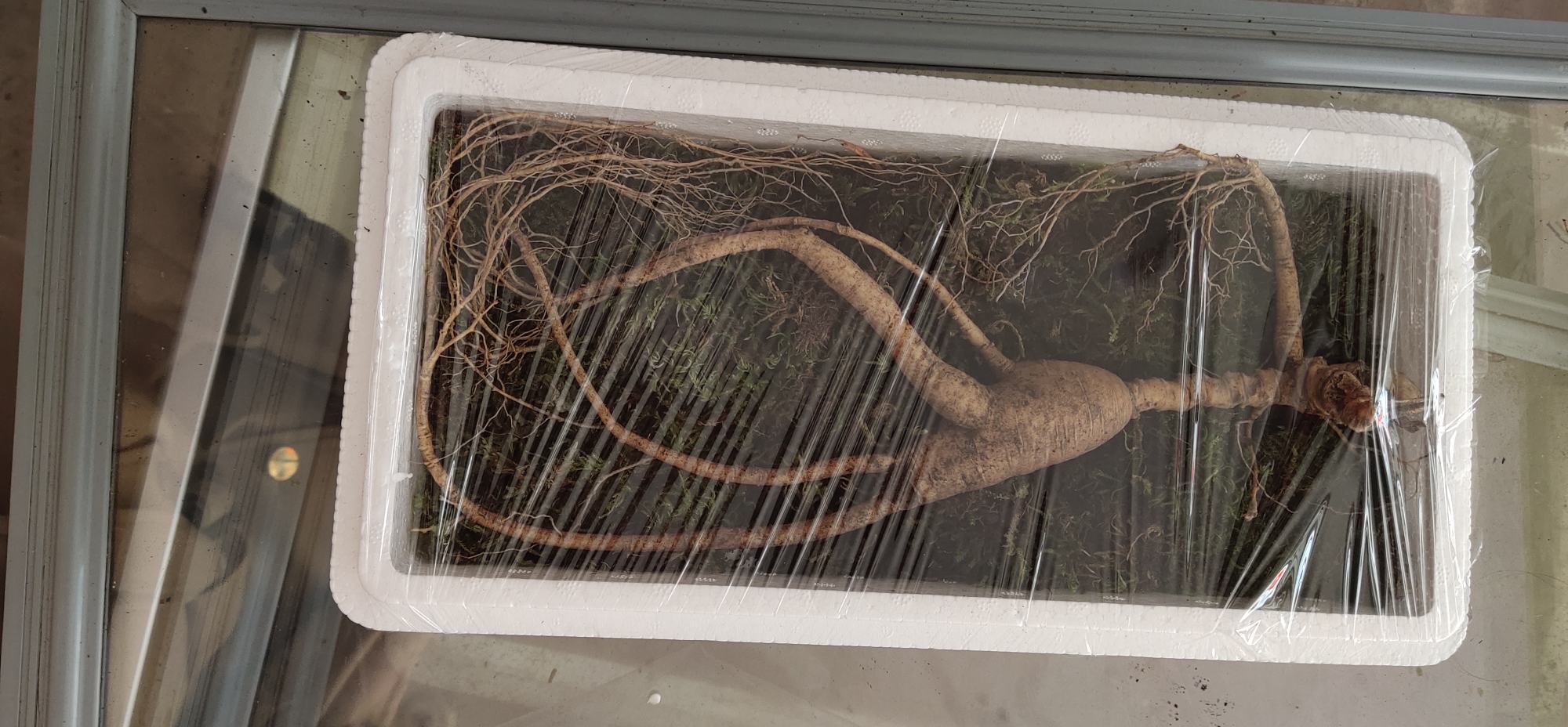 林下参成品保存方式