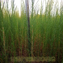 供应梭梭苗甘肃梭梭苗木基地梭梭苗价格