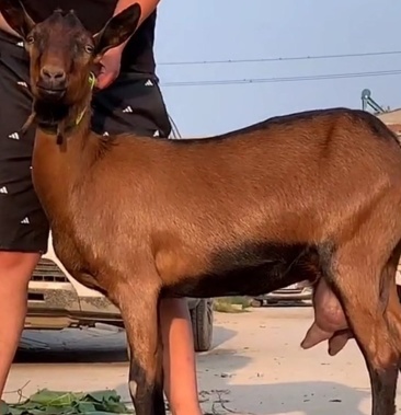 红鹿奶山羊生长快抗病能力强产奶量高