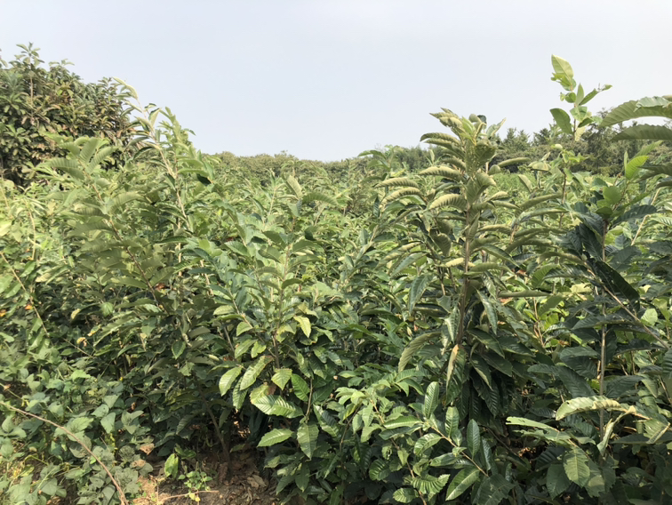 艾栗栗种植园实景图,展示成片种植的栗树与自然生态环境 艾栗栗种植园实景图