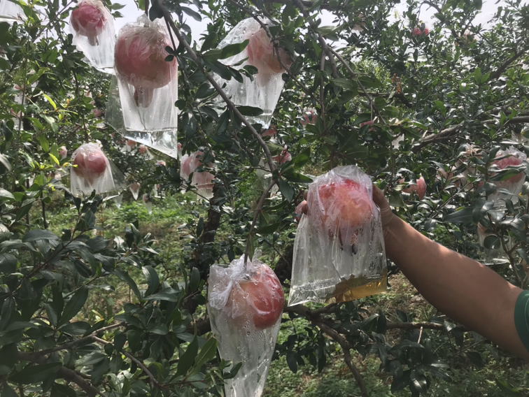 潘石榴果实套袋试验对比图